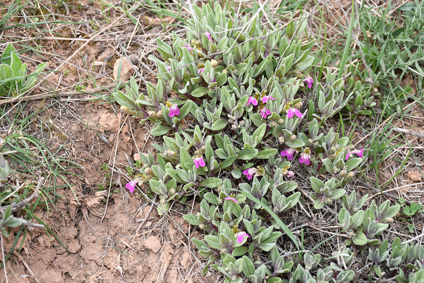 Image of Ajuga turkestanica specimen.