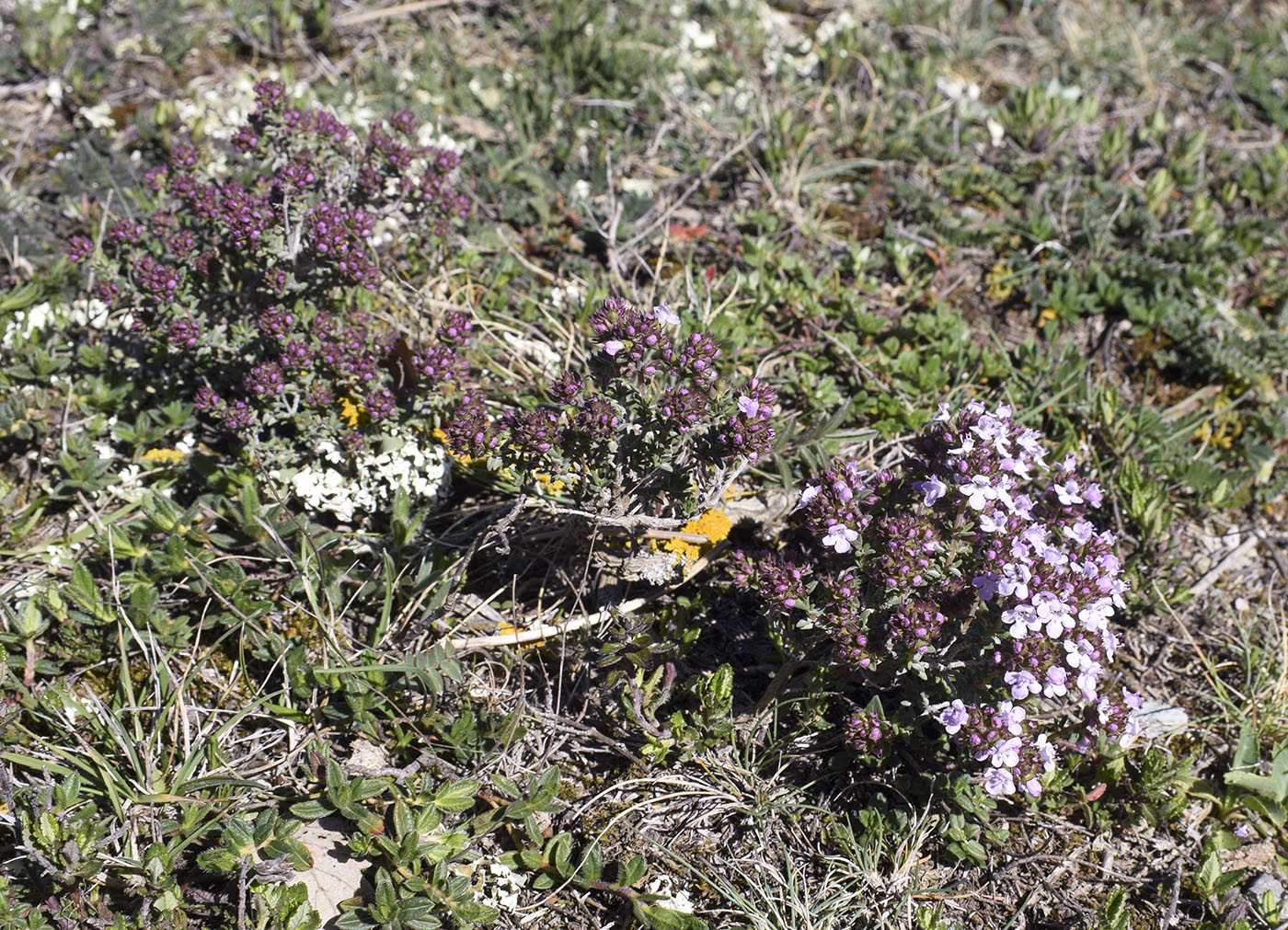 Image of Thymus vulgaris specimen.