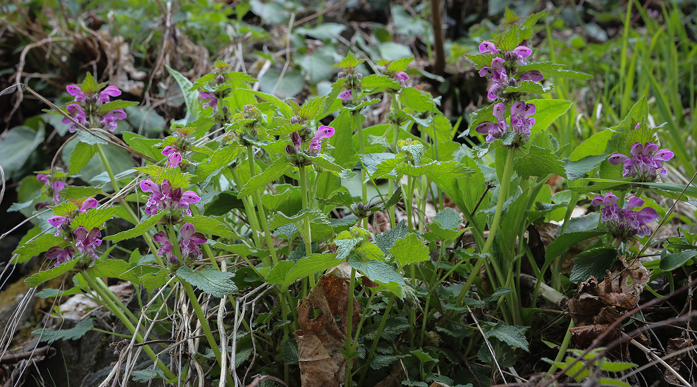 Изображение особи Lamium maculatum.