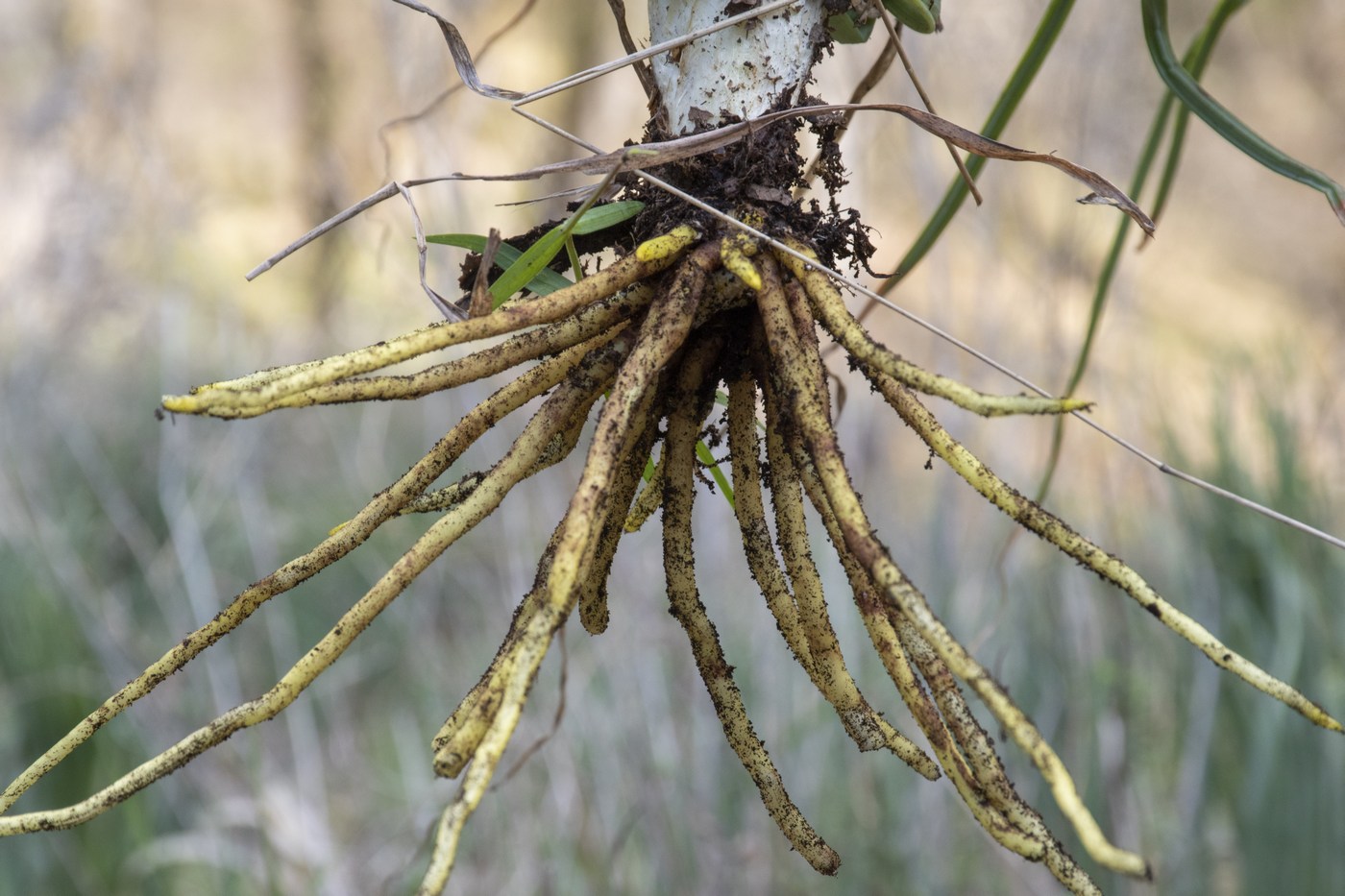 Image of Asphodeline lutea specimen.