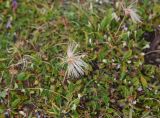 Dryas caucasica. Плод. Чечня, Шаройский р-н, Снеговой хр., 3 км на юго-запад от от Цумандинского перевала, выс. 2850 м н.у.м., альпийский луг. 24 августа 2023 г.