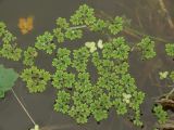 Azolla filiculoides. Вегетирующие растения. Московская обл., г. Видное, искусственный водоём на садовом участке. 18.06.2024.