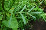 Sium latifolium
