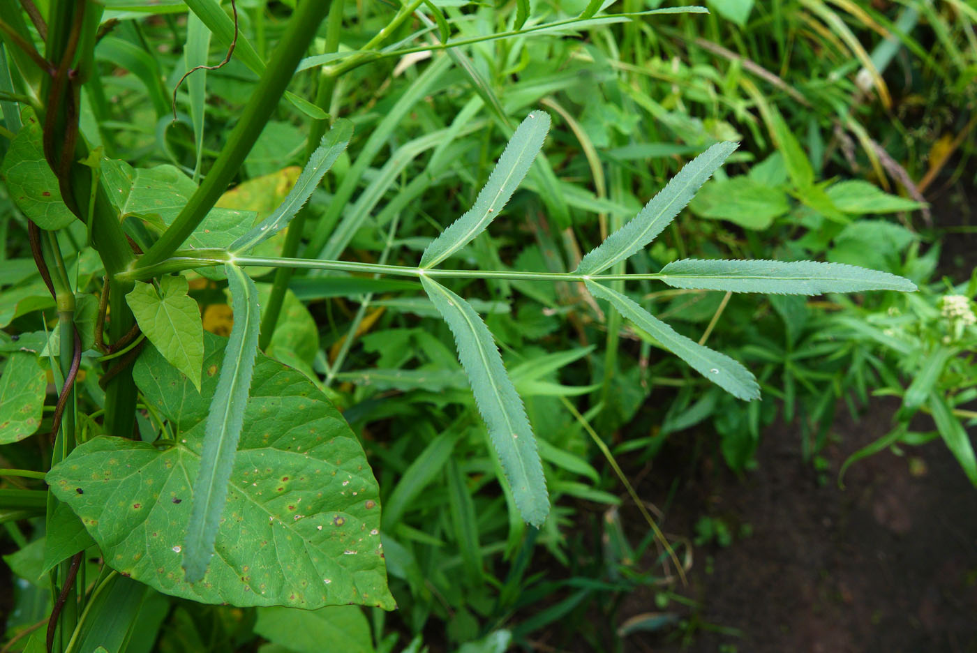 Image of Sium latifolium specimen.