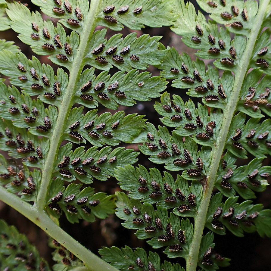 Изображение особи род Athyrium.
