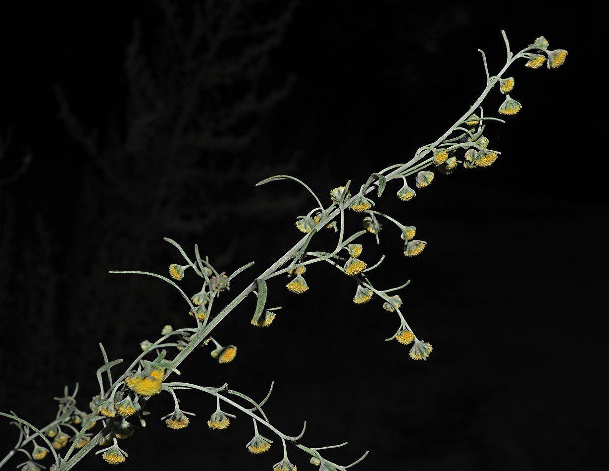Image of Artemisia sieversiana specimen.