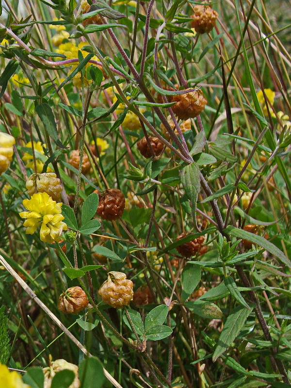 Image of Trifolium campestre specimen.