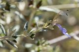 Teucrium fruticans. Веточка с цветком. Турция, г. Анталья, Dokuma Park, в культуре. 01.06.2024.