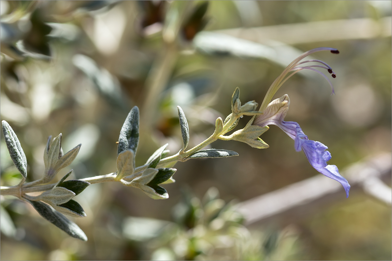 Image of Teucrium fruticans specimen.