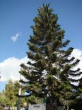 Araucaria heterophylla. Крона взрослого дерева. Турция, регион Анталия, г. Демре, возле сувенирной лавки. 10.10.2010.