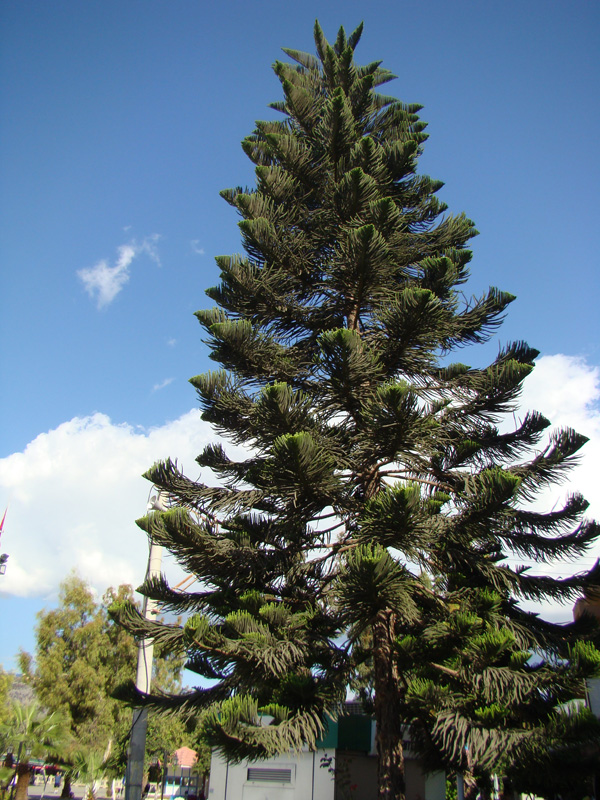 Image of Araucaria heterophylla specimen.