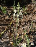 Ornithogalum ponticum