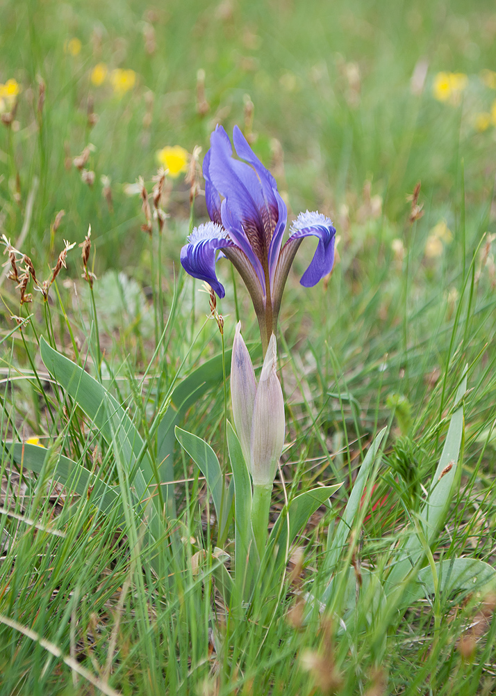 Image of Iris glaucescens specimen.
