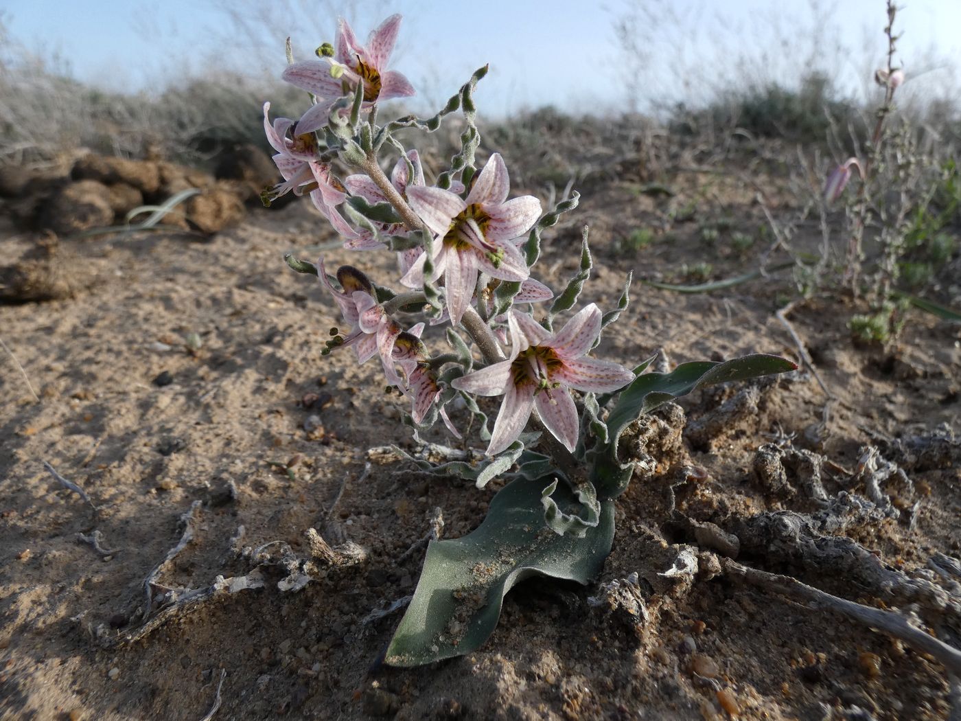 Image of Rhinopetalum karelinii specimen.