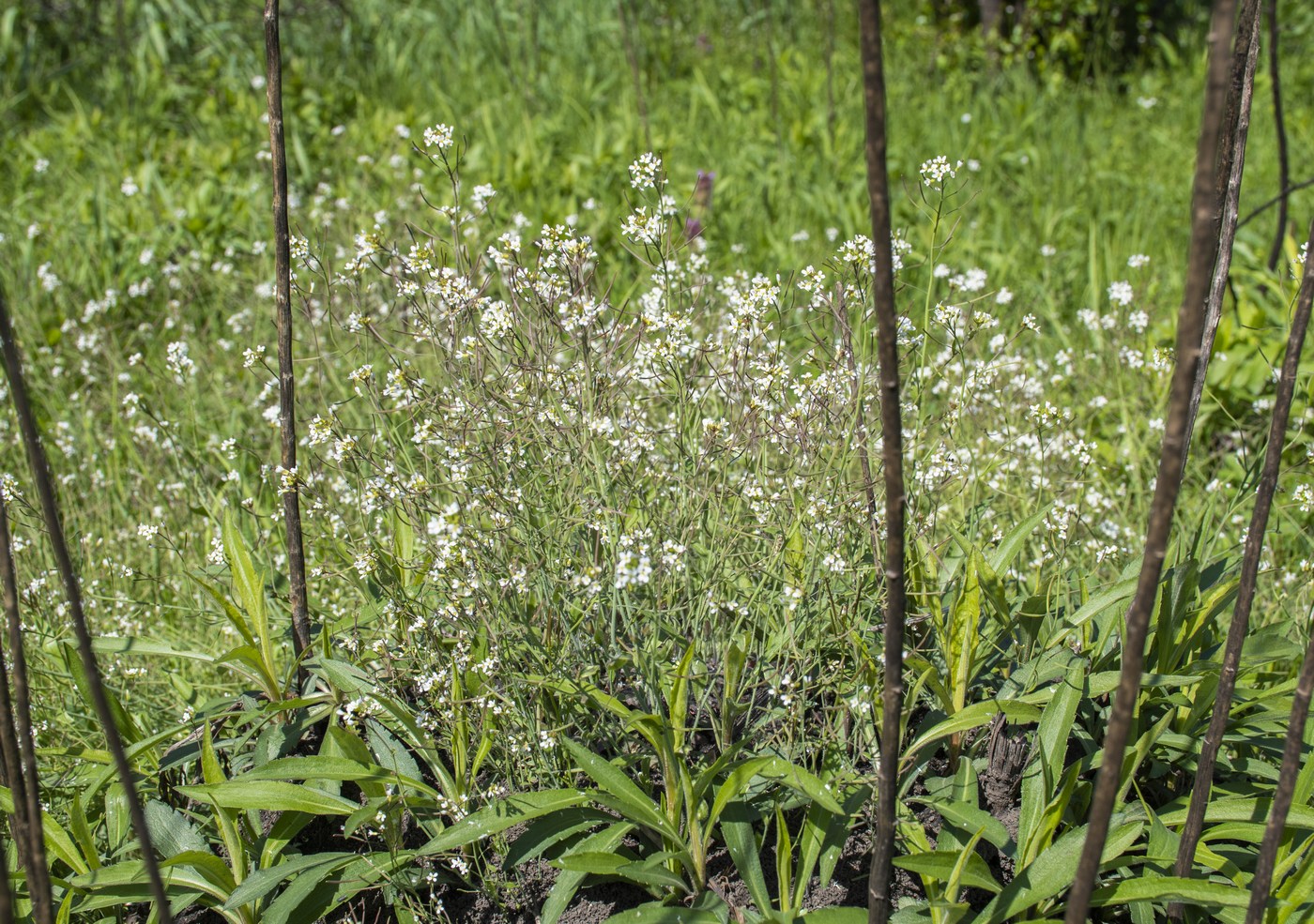 Image of Arabidopsis thaliana specimen.