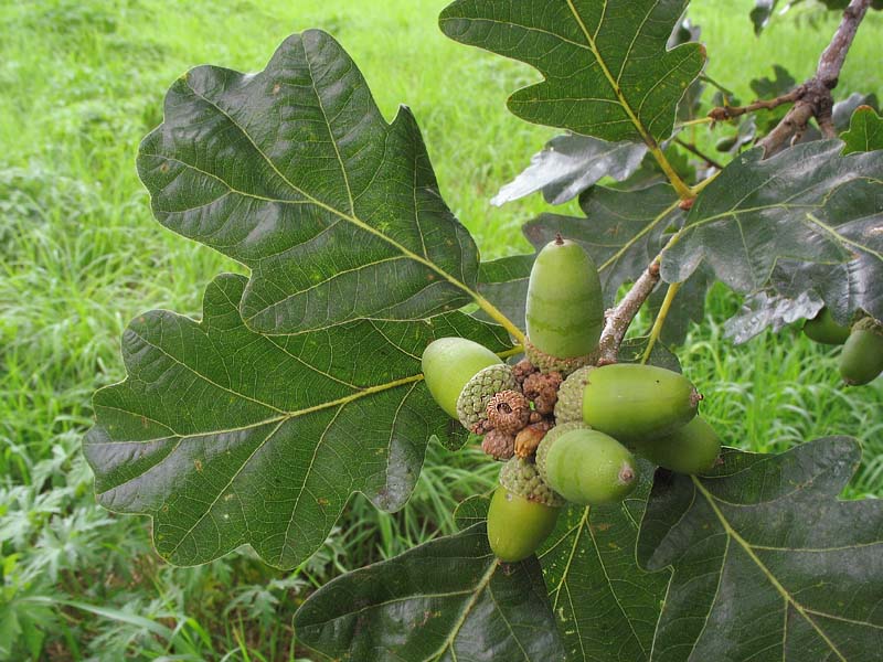 Изображение особи Quercus petraea.