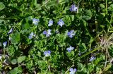 Veronica persica
