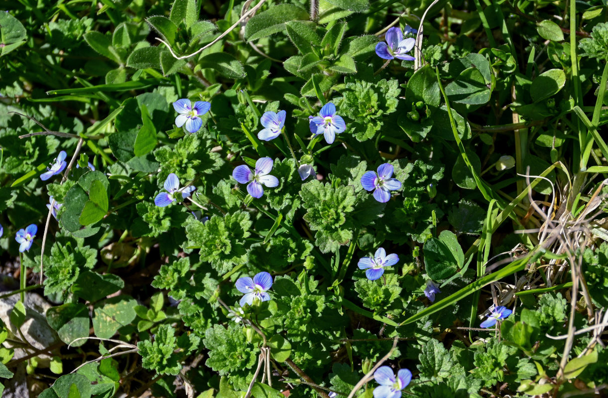 Image of Veronica persica specimen.