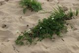 Trifolium repens. Цветущее растение. Ленинградская обл., окр. пос. Большая Ижора, берег Финского залива, песчаный пляж, зона заплеска. 15.09.2024.