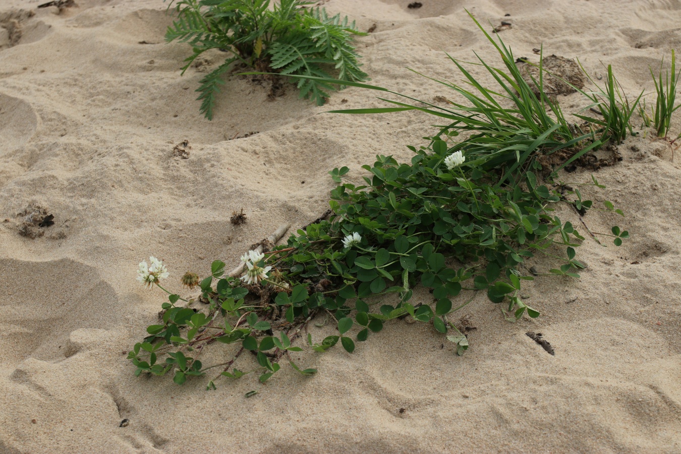 Изображение особи Trifolium repens.