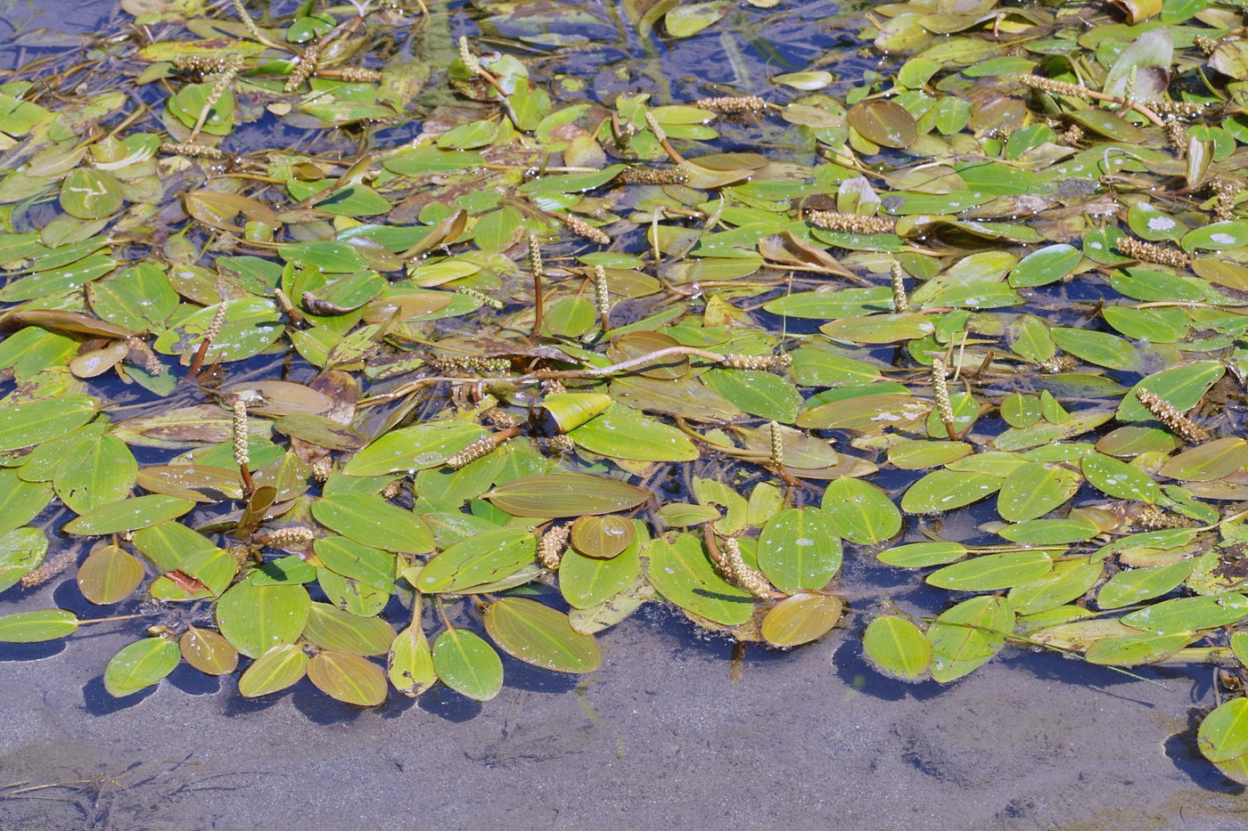 Изображение особи Potamogeton natans.