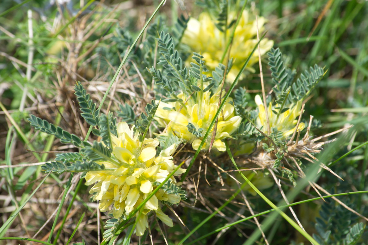 Image of Astragalus aureus specimen.