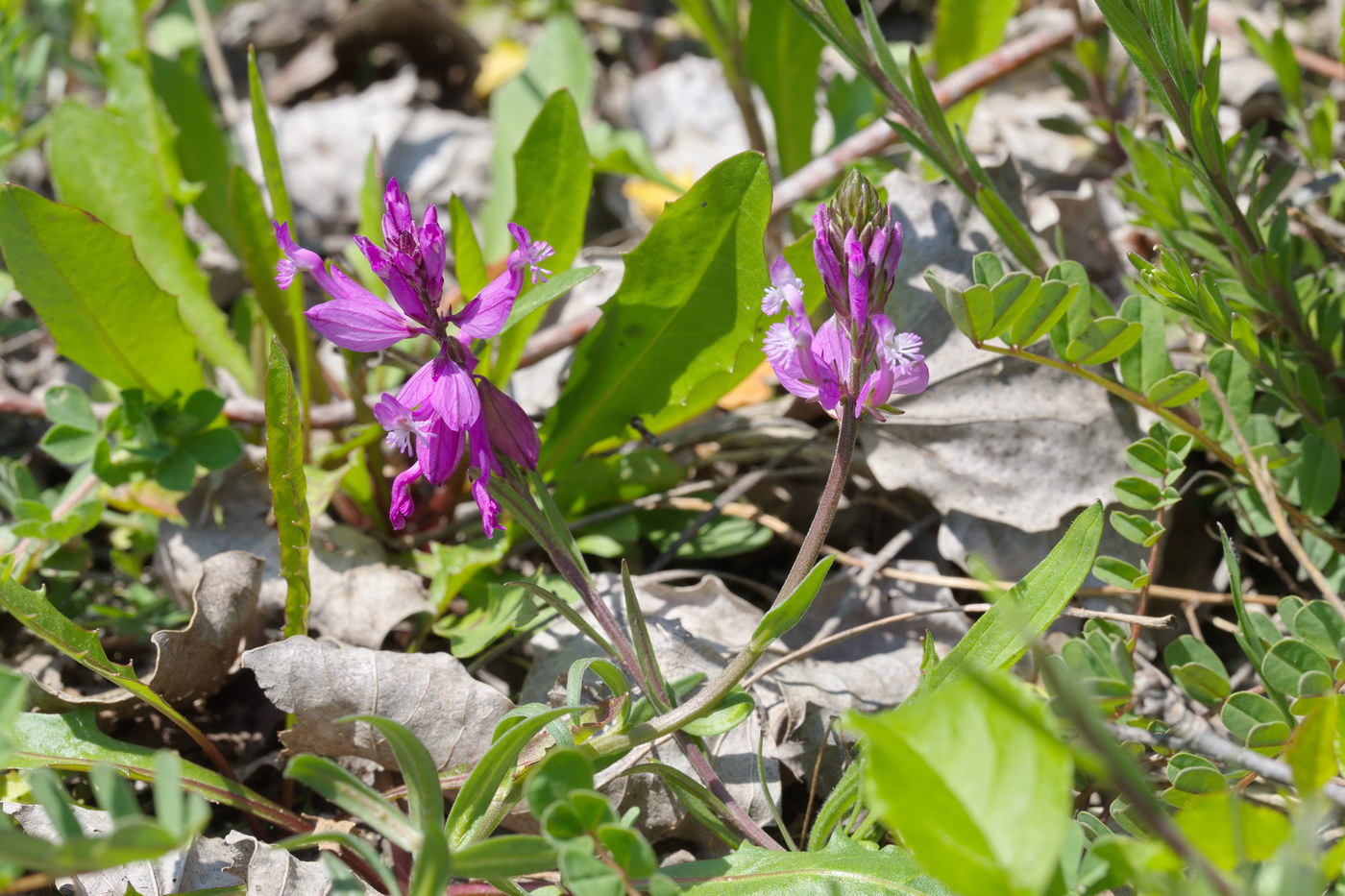 Image of Polygala major specimen.