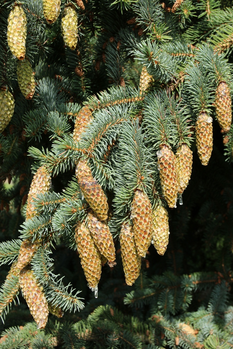 Image of Picea pungens f. glauca specimen.