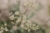 Pimpinella tragium