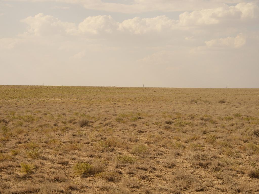 Image of Salsola arbusculiformis specimen.