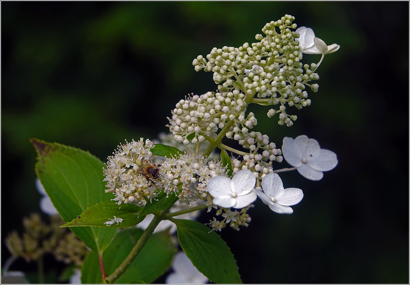 Image of Hydrangea arborescens specimen.