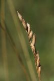 Sieglingia decumbens