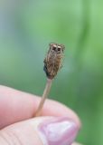 Смотреть изображение род Papaver