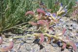 Oxytropis chiliophylla