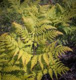 Pteridium pinetorum. Вайя, принимающая осеннюю окраску. Татарстан, Агрызский р-н, окр. с. Красный Бор, разнотравный луг на склоне оврага. 04.08.2025.