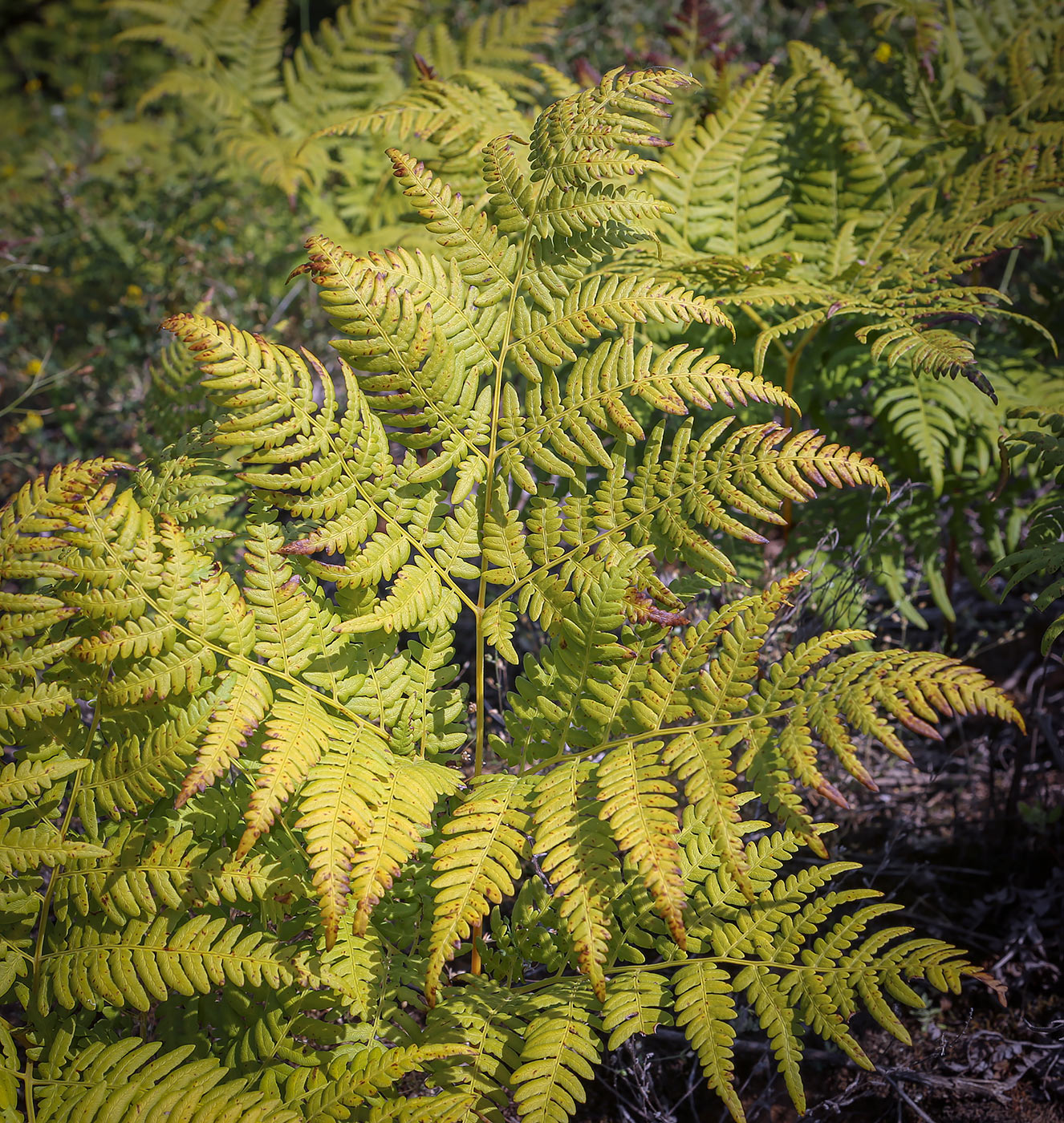 Изображение особи Pteridium pinetorum.