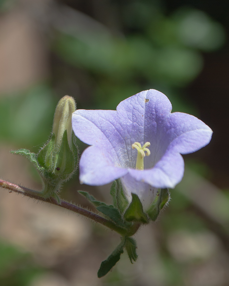 Image of Campanula hagielia specimen.