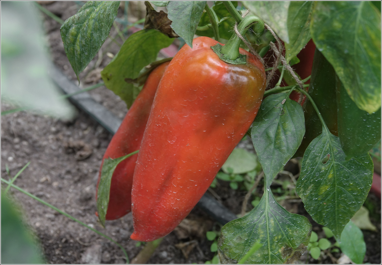 Изображение особи Capsicum annuum.