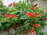 Campsis radicans
