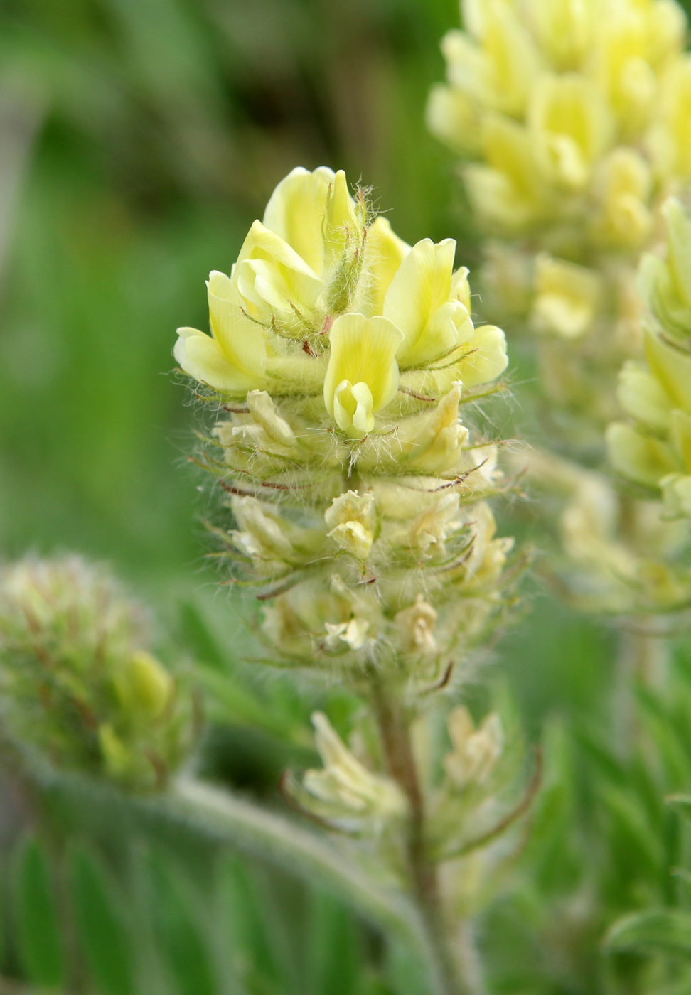 Image of Oxytropis pilosa specimen.
