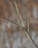 Salix borealis