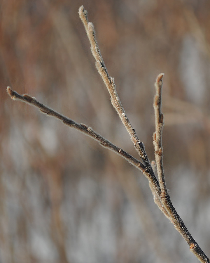 Image of Salix borealis specimen.