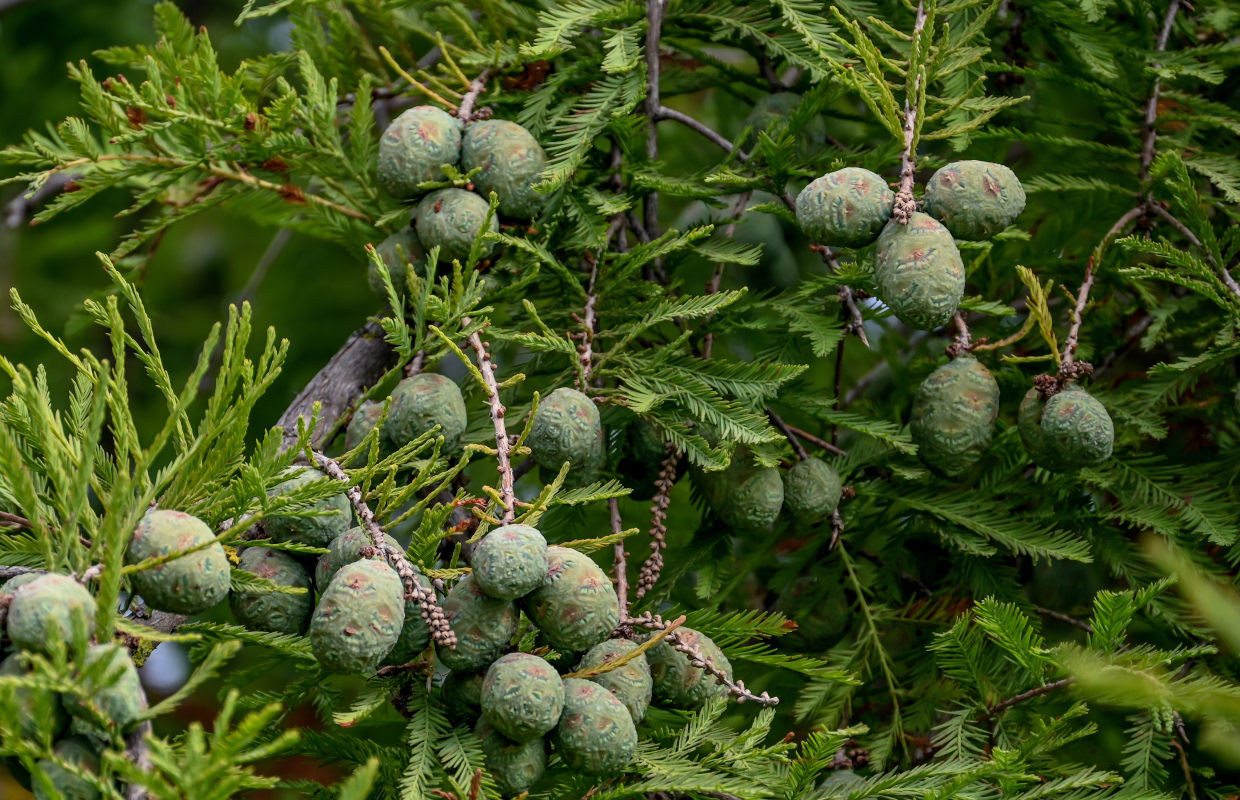 Image of Taxodium distichum specimen.