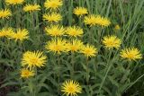 Inula hirta