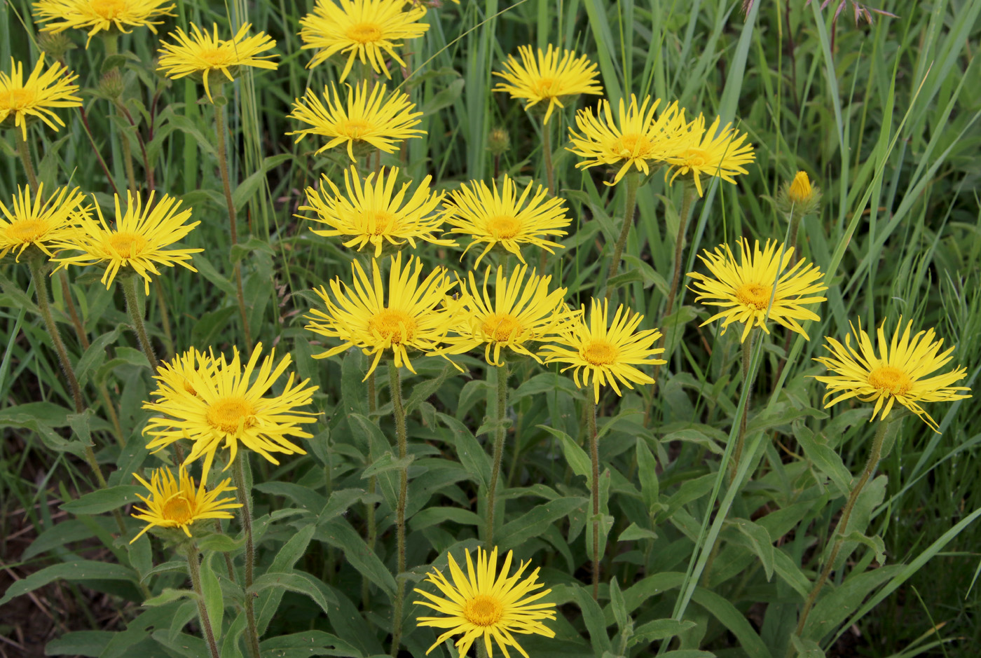 Image of Inula hirta specimen.