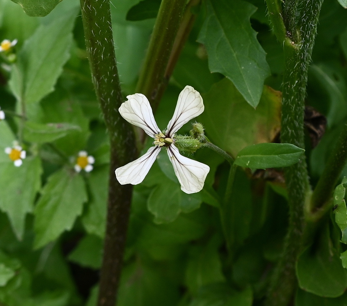 Image of Eruca sativa specimen.