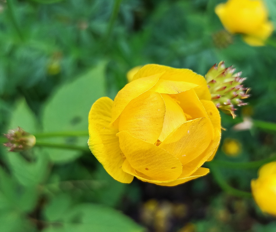 Изображение особи Trollius europaeus.