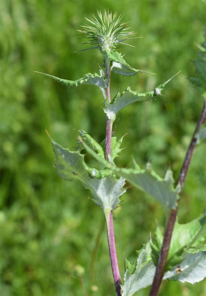 Image of familia Asteraceae specimen.
