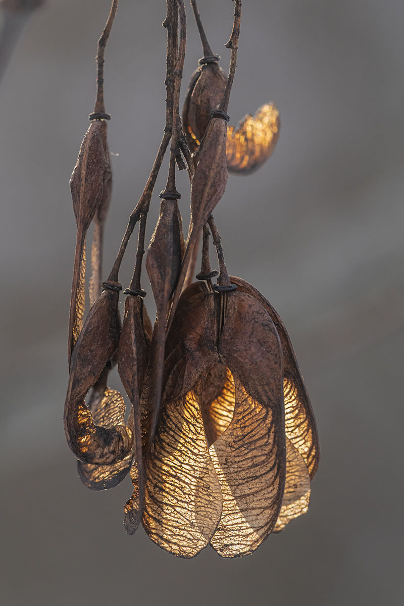 Image of Acer tataricum specimen.