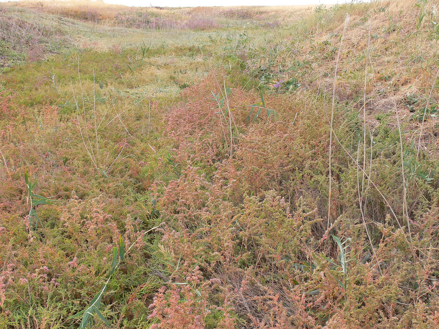 Image of Suaeda linifolia specimen.